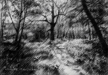 Sendero boscoso a la sombra