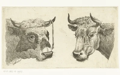 Cabeza de toro con soga en cuerno y cabeza de vaca