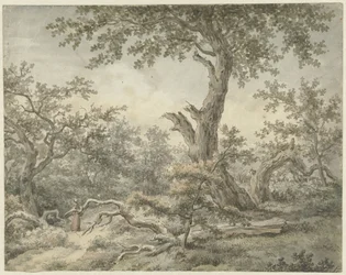 Paisaje forestal