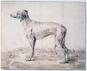 Galgo, 1644