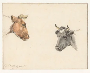 Hoja de estudio con dos cabezas de vaca