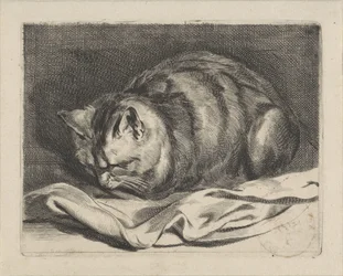 gatito