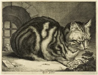 El Gran Gato