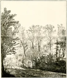 Sendero a través de un bosque