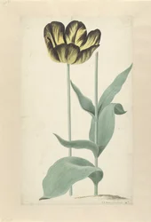 De tulp Bizard Catafalque
Bizard Catafalque (título en el objeto)