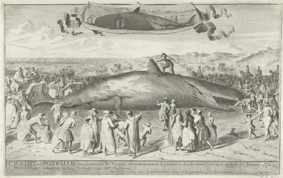 Cachalote varado en Egmond aan Zee, 1764 Cagelot o Potwhale, de unos 60 pies de largo, justo al norte de Egmond op Zee Varado vivo el 15 de febrero de 1764. El 1 de marzo allí en subasta Vendido por 810 florines (título sobre el objeto)