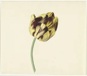 Tulipán llamado Bizard Pontifex Romanus
