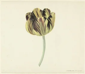 Tulipán llamado Bizard Rosette