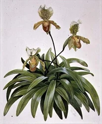 Orquídea zapatilla de dama de Nepal (Paphiopedilum insigne)
