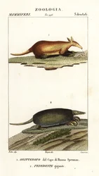 Osovares y armadillos gigantes