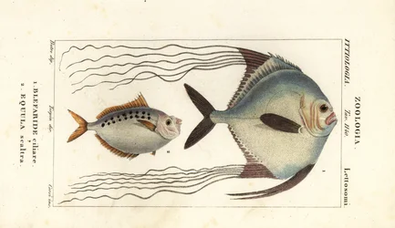 Pámpano africano, Alectis ciliaris, Blepharis ciliaris, Blefaride ciliare 1 y pez poni, Poulain ruse, Leiognathus equulus 2