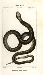 Pitón amatista, Simalia amethistina
