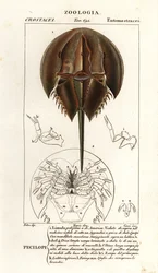 Cangrejo de herradura del Atlántico, Limulus polyphemus