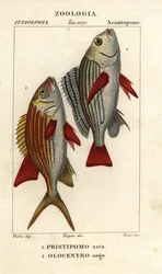 El gruñón anillado, Pomadasys furcatus 1, y el pez ardilla, Holocentrus ascensionis 2