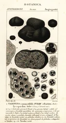 Trufa negra, Tuber melanosporum (Tuber cibarium, Tartufo commestibile, Lycoperdon tuber)