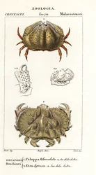 Cangrejo de caja y cangrejo Aethra