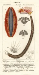 Gusanos de cerdas o ratones de mar