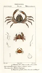 Cangrejo de las cerdas, Pilumnus hirtellus 1, cangrejo soldado azul claro, Mictyris longicarpus 2, cangrejo de los guisantes, Pinnotheres pisum 3