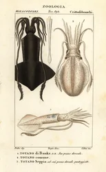 Calamar de anzuelo, calamar europeo y sepia