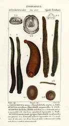 Sanguijuela negra común, Hirudo verbana, var