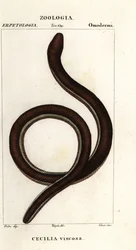 Cecilia común de bandas amarillas, Ichthyophis glutinosus