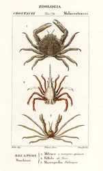 Cangrejo de coral, cangrejo de flecha y cangrejo araña de Leach