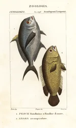 Pez damisela, Chromis chromis 1, y perca trepadora, Anabas testudineus 2