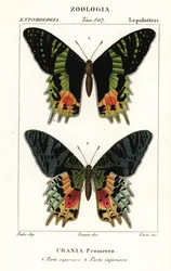 Polilla del ocaso de África Oriental, Chrysiridia croesus