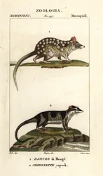 Cuollos orientales y zarigüeyas de agua