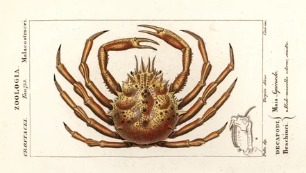 Centollo europeo, Maja squinado