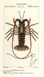 Langosta europea, Palinurus elephas