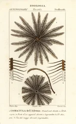 Feather star crinoid, Oligometrides adeonae, Comatula adeonae, Comatula dellAdeona