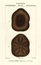 Galleta de mar plana, Clypeaster rosaceus