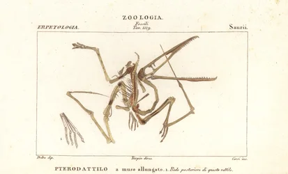 Esqueleto fósil de un pterodáctilo extinto, Pterodactylus antiquus