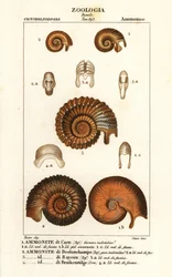 Fósiles de especies de amonitas extinguidas