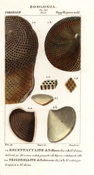 Fósiles de corales extinguidos