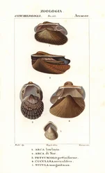 Almejas de agua dulce