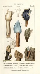 Percebes de ganso