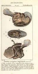 Pulpo argonauta mayor, Argonauta argo