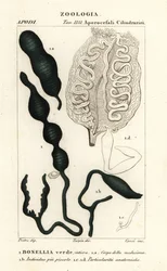 Gusano de la cuchara verde, Bonellia viridis