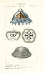 Medusa casco, Periphylla periphylla 1, Phorcynia cudonoidea 2 y Eulimene ciclophylla 3