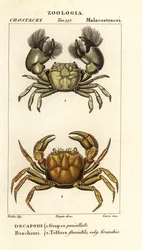 Hemigrapsus penicillatus y Potamon fluviatile