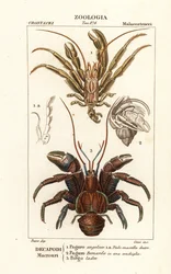Cangrejos ermitaños y cangrejos de coco