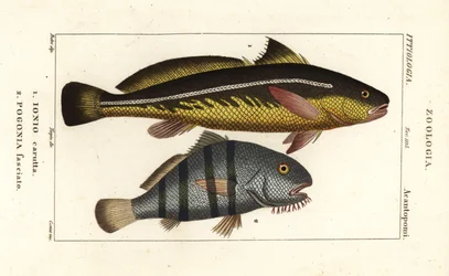 Corvina, Johnius carutta, Ionio carutta 1 y corbina negra, Pogonias cromis, Pogonias fasciatus, Pogonia fasciato 2