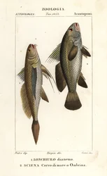 Corvina, Lonchurus lanceolatus 1 y corvina, corvina, lubina, pez sombreado, Argyrosomus regius 2