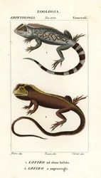 Lagartija de cabeza de lira, Lyriocephalus scutatus 1 y lagarto buceador o iguana de cabeza de mopa, Uranoscodon superciliosus 2