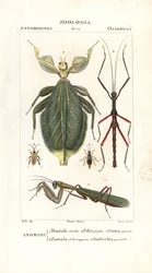 Mantis, insecto hoja, insecto palo, etc.