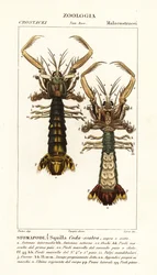 Camarón mantis, Lysiosquilla scabricauda