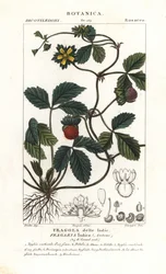 Falsa fresa, Potentilla indica