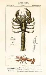 Langosta de barro y camarones de barro